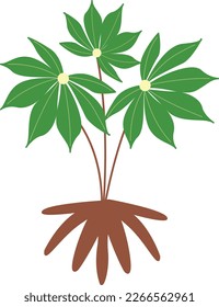 Arte vectorial sano en la planta de tapioca
