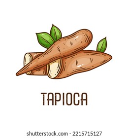 Tapioca Root Vector Illustration Isolated On White Background With Green Leaves