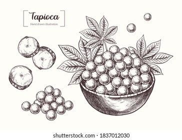 Tapioca. Vector Hand Drawn. Sketch Botanical Illustration. Eco healthy food. Superfood. Tapioca plant. Tapioca pearls