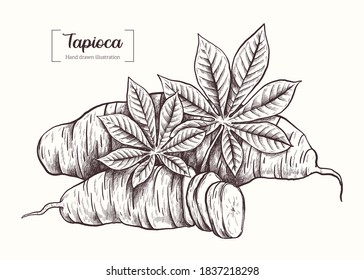 Tapioca. Vector Hand Drawn. Sketch Botanical Illustration. Eco healthy food. Superfood. Tapioca plant. Fruit root