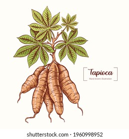 Tapioca. Vector Hand Drawn. Sketch Botanical Illustration. Eco healthy food. Superfood. Tapioca plant. Fruit root. Color vector