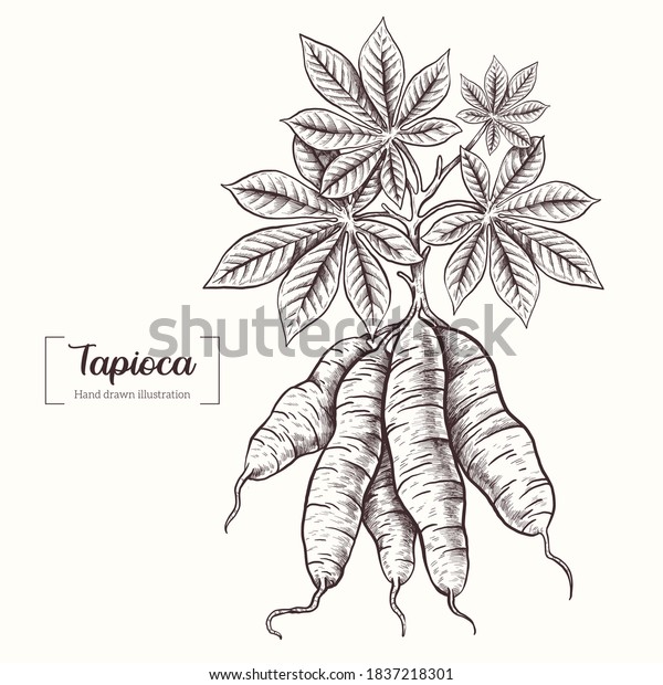 Tapioca. Vector Hand\
Drawn. Sketch Botanical Illustration. Eco healthy food. Superfood.\
Tapioca plant. Fruit\
root