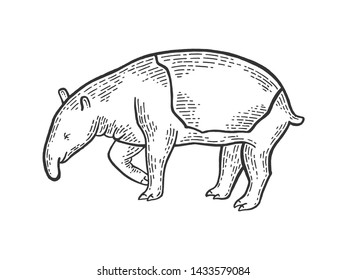 Tapir animal sketch engraving vector illustration. Scratch board style imitation. Hand drawn image.