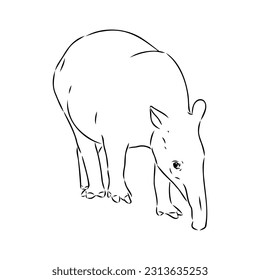 Tapir animal sketch engraving vector illustration. Scratch board style imitation. Hand drawn image.