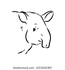 Tapir animal sketch engraving vector illustration. Scratch board style imitation. Hand drawn image.