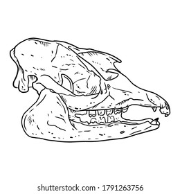 Tapir fossilized skull hand drawn sketch image. Tapirus bones fossil illustration. Vector stock outline silhouette