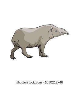 Tapir .Hand drawing sketch on white background.