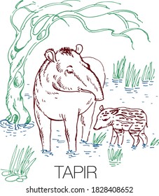 Tapir handgezeichnet Vektorgrafik. Lineare Gravur