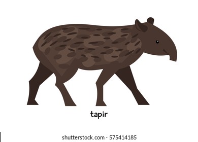 Tapir - large herbivorous animal of the order Perissodactyla, resembling a pig