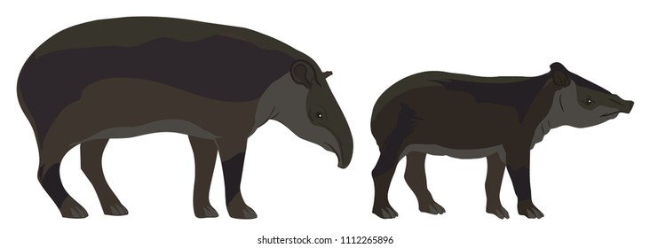 TAPIR OF MOUNTAIN AND JUNGLE