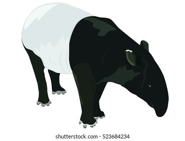 Tapir on white background