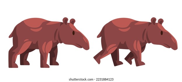 Tapir tapiridae walking standing large herbivorous mammals with nose trunk