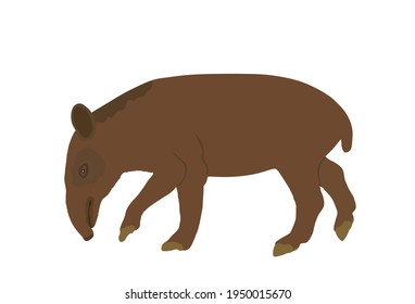 Tapir vector illustration isolated on white background. Tapirus Central and South America animal. Asian animal, like a pig.