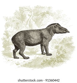 Tapir - vintage engraved illustration - "Histoire naturelle" by Buffon and Lacepe  ed. Alfred Mame - Tours 1881