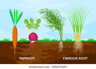 Taproot and fibrous root example comparison. Plant part with main large central root and thin branching system.Plants with different types of root systems.Plants with root structure below ground level