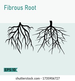 Taproot Fibrous Roots Flat Style Illustration Stock Vector (Royalty ...