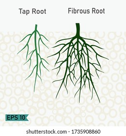 taproot and fibrous roots in a flat style. illustration of taproots and fibrous roots. plant theme