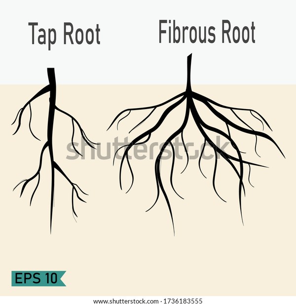 Taproot Fibrous Roots Flat Style Illustration Stock Vector Royalty