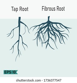 Taproots Fibrous Roots Flat Style Design Stock Vector (Royalty Free ...