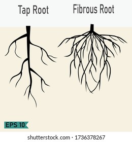 Taproots Fibrous Roots Flat Style Design Stock Vector Royalty Free