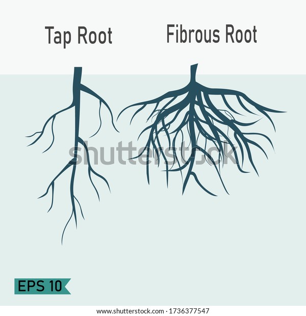 Taproots Fibrous Roots Flat Style Design Stock Vector Royalty Free