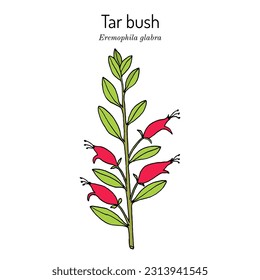 Tar bush (Eremophila glabra), ornamental plant. Hand drawn botanical vector illustration