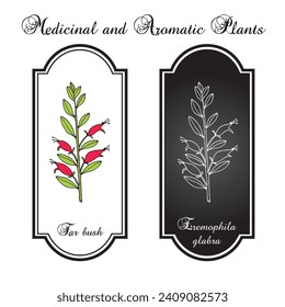 Tar bush (Eremophila glabra), ornamental plant. Hand drawn botanical vector illustration