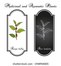 Tarajo holly (Ilex latifolia), edible and medicinal plant. Hand drawn botanical vector illustration