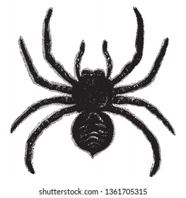 Tarantula comprise a group of large and often hairy arachnids belonging to the Theraphosidae family of spiders, vintage line drawing or engraving illustration.