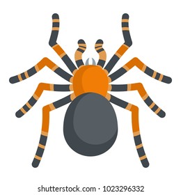 Tarantula icon. Cartoon illustration of tarantula vector icon for web