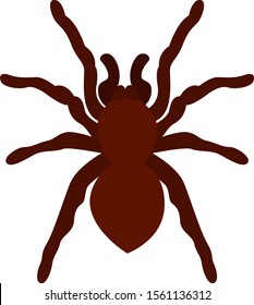 Tarantula, illustration, vector on white background.