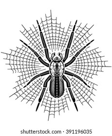 Tarantula illustration vector. tattoo, poster, print or t-shirt.