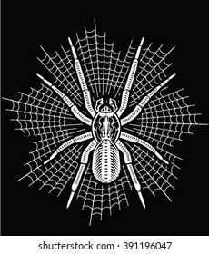 Tarantula illustration vector. tattoo, poster, print or t-shirt.