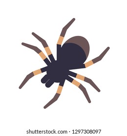 Tarantula isolated on white background. Domesticated tropical venomous spider or dangerous arachnid. Weird exotic carnivorous domestic animal. Colorful vector illustration in flat cartoon style.