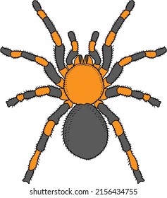 tarantula line vector illustration isolated on white background