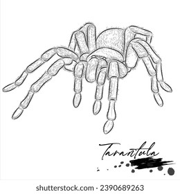 Tarantula, realistic insect animal sketch, vector illustration