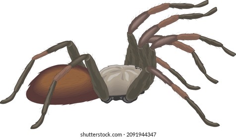 Tarantula Spider Arachnid Insect Animal Vector Isolated on White