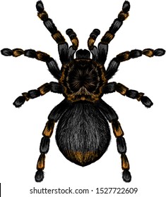 tarantula spider black brown orange