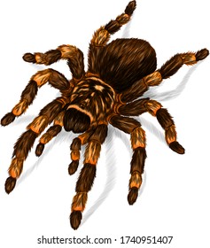 tarantula spider black brown orange  print vector illustration