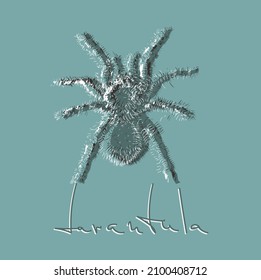 Tarantula spider. Hand drawn vector illustration.