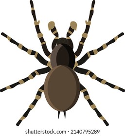 Tarantula spider, illustration, vector on a white background.