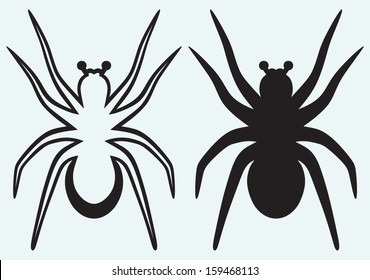 Tarantula spider isolated on blue background