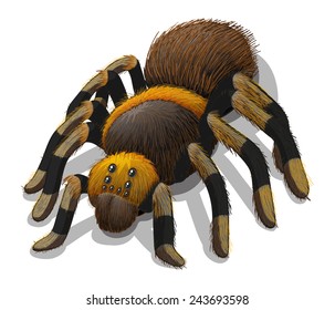 A Tarantula spider on a white background