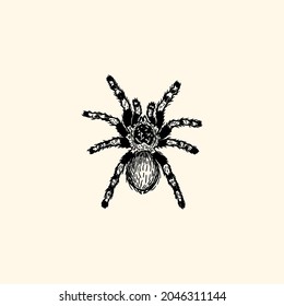 Tarantula spider retro vintage illustration