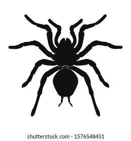 Tarantula spider silhouette isolated on white background. Vector illustration