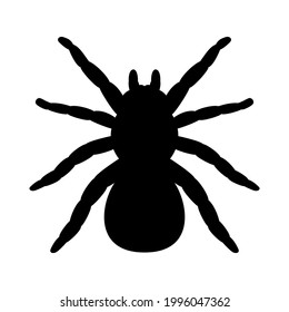 Tarantula spider silhouette. Vector illustration isolated on white background, logo tarantula spider silhouette, top view.