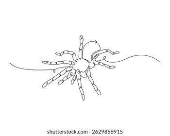 Tarantula spider single outline illustration. Continuous line art drawing of wild spider. Editable stroke.