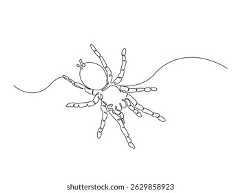 Tarantula spider single outline illustration. Continuous line art drawing of wild spider. Editable stroke.