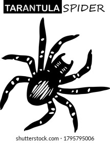 Tarantula Spider Sketch. Halloween Hand Drawn black icon on a white background. Vector illustration
