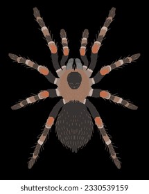 Tarantula Spider Top View Illustration